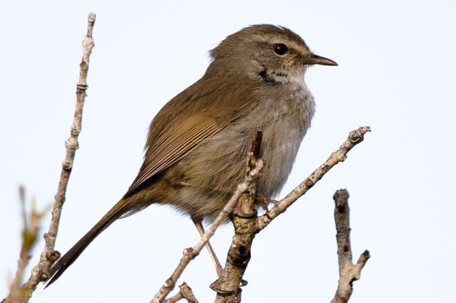 稲敷市の鳥ウグイス
