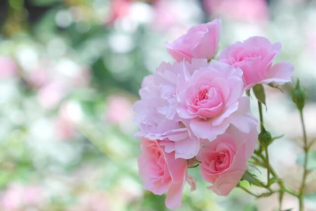 神崎町の花バラ