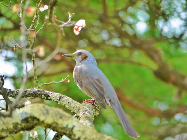 山武市の鳥ウグイス