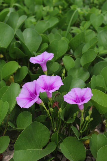 長生村の花ハマヒルガオ