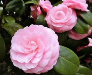 上里町の木八重椿