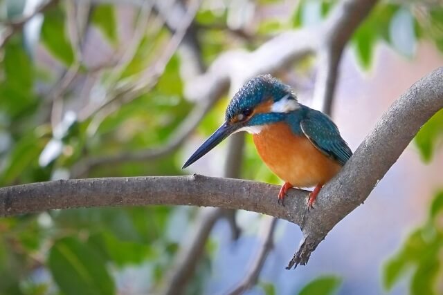 常陸大宮市の鳥カワセミ