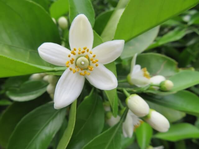 湯河原町の花みかん