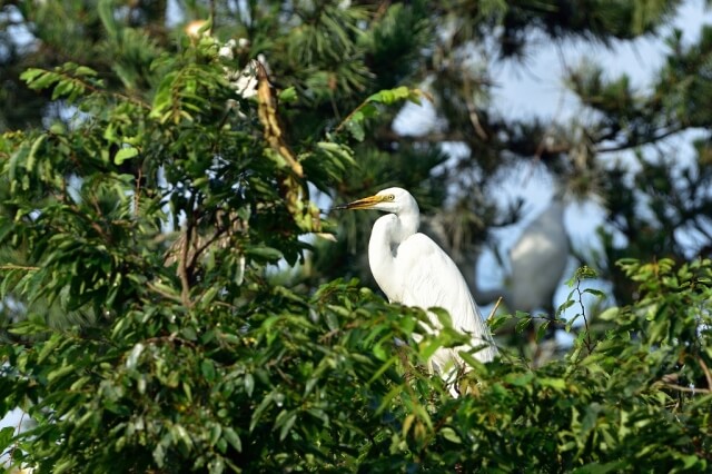 小美玉市の鳥シラサギ