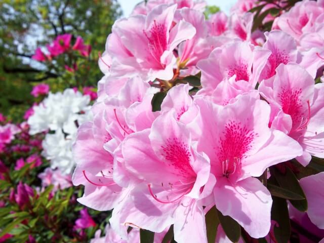 伊勢崎市の春の花ツツジ