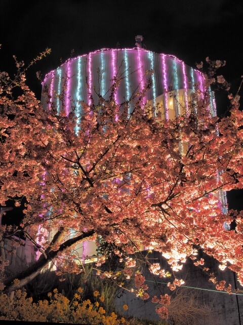 松田町の河津桜