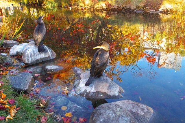 日立市の鳥ウミウ