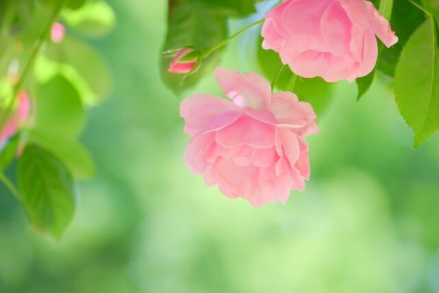 常陸大宮市の花バラ
