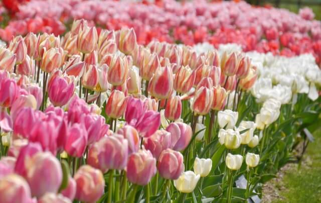 大泉町の花チューリップ