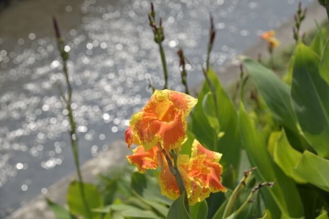 二宮町の花カンナ