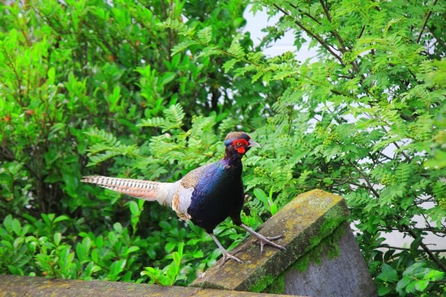 みどり市の鳥キジ