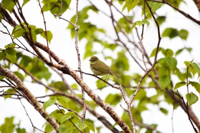 城里町の鳥うぐいす