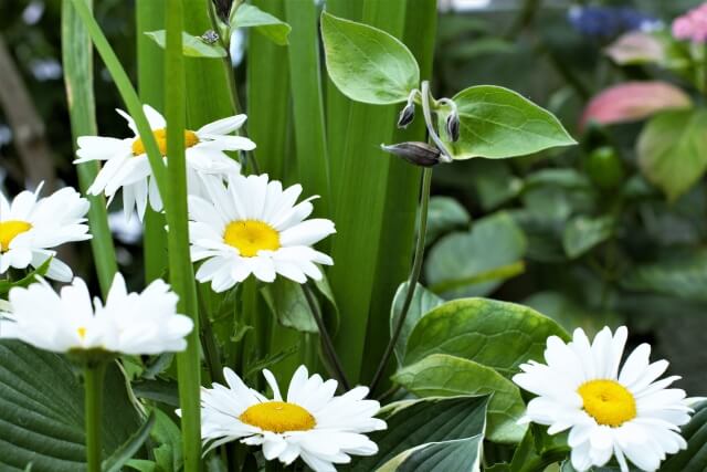 ひたちなか市の花ハマギク