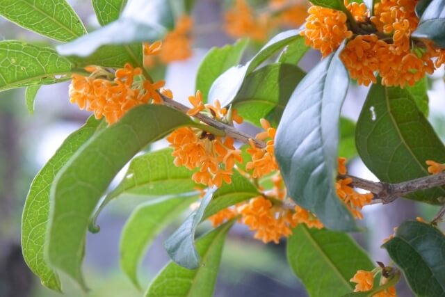 中井町の花キンモクセイ