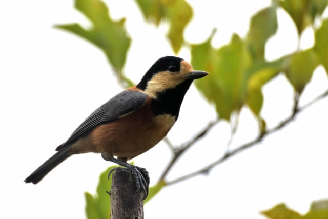 二宮町の鳥ヤマガラ