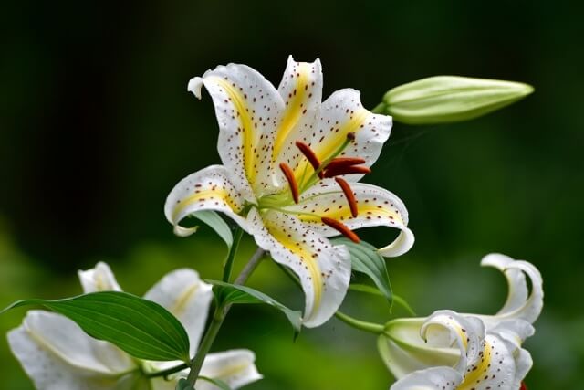 城里町の花ヤマユリ