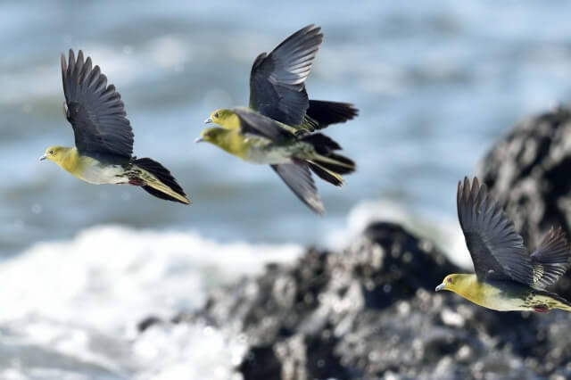 大磯町の鳥アオバト