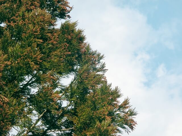 榛東村の木スギ