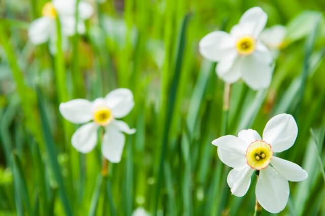 伊勢崎市の冬の花スイセン