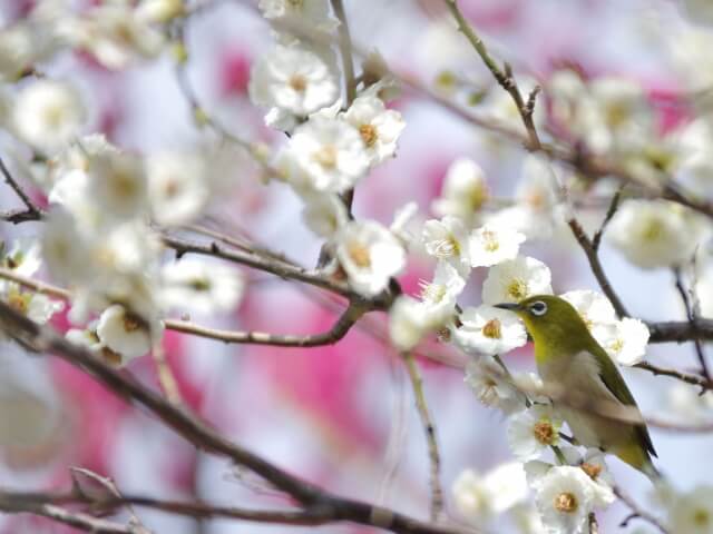 大井町の鳥メジロ