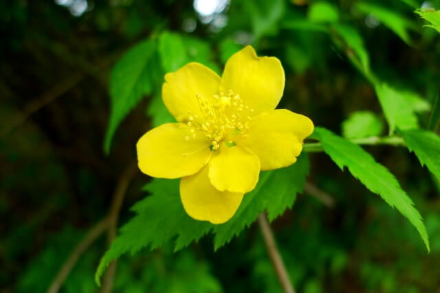 山北町の花　ヤマブキ