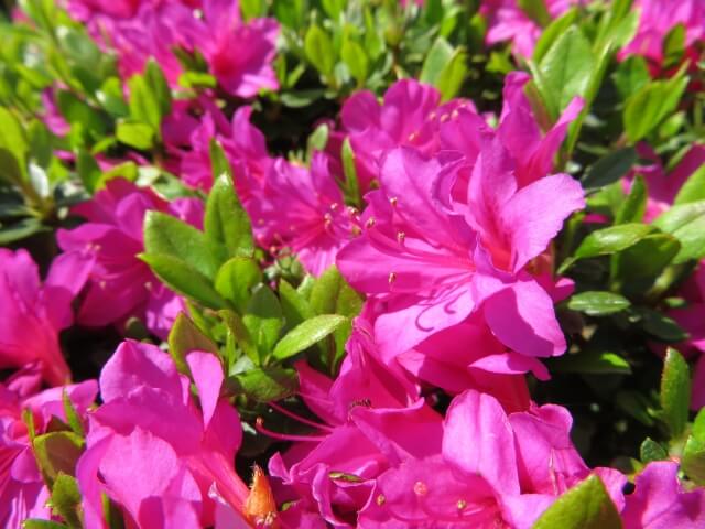 焼津市の花サツキ