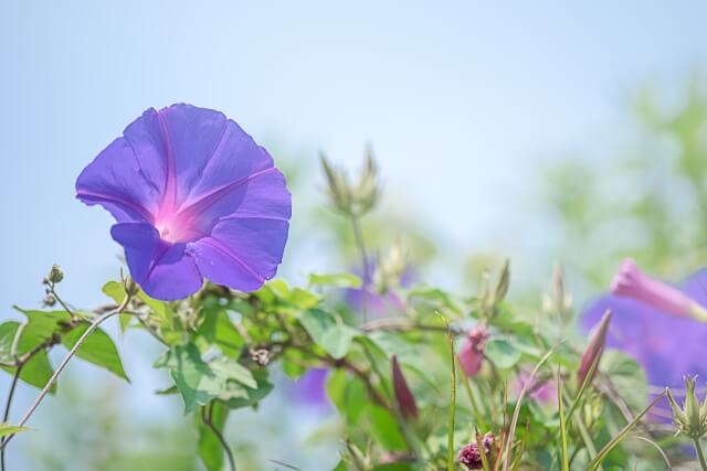 横浜市旭区の花アサガオ