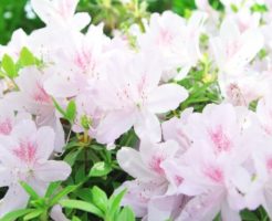 狛江市の花つつじ