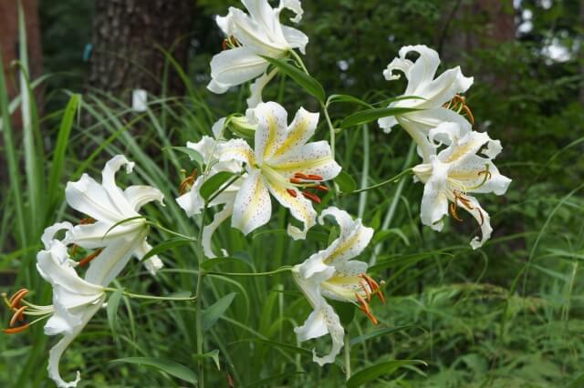 栃木県益子町の花ヤマユリ