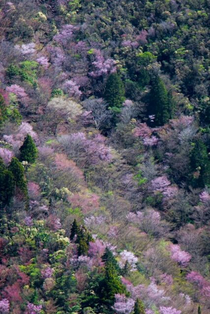 函南町の花ハコネサクラ