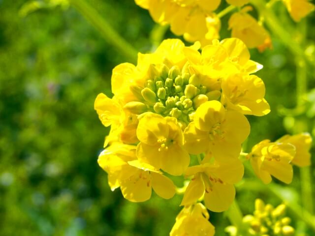 さいたま市北区の花菜の花