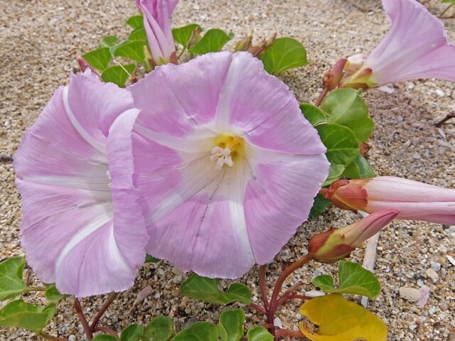 御前崎市の花ハマヒルガオ