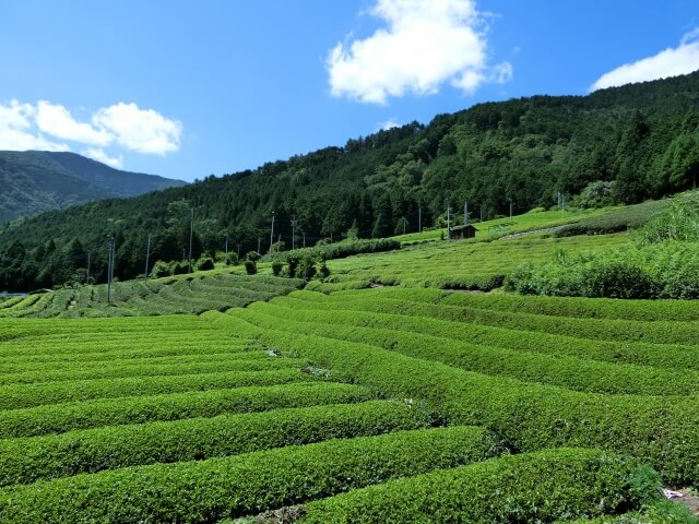 牧之原市の茶畑