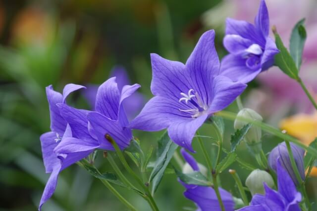 横浜市港南区の花キキョウ