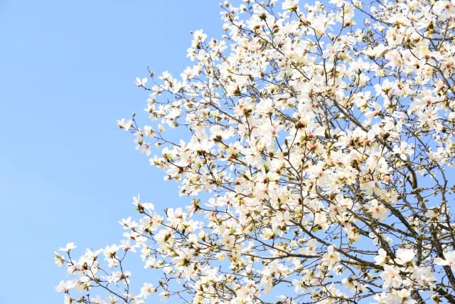 横浜市神奈川区の木こぶし
