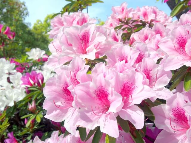 茅ヶ崎市の花ツツジ