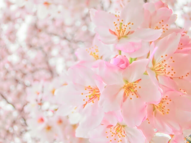 横浜市南区の花 さくら