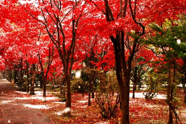 綾瀬市の木ヤマモミジ