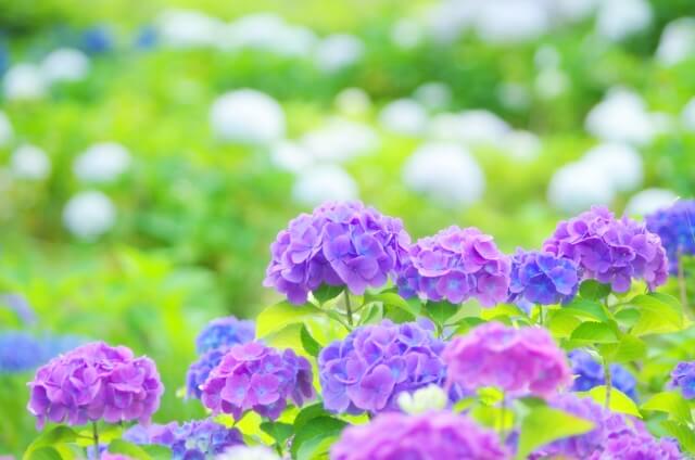 さいたま市西区の花紫陽花