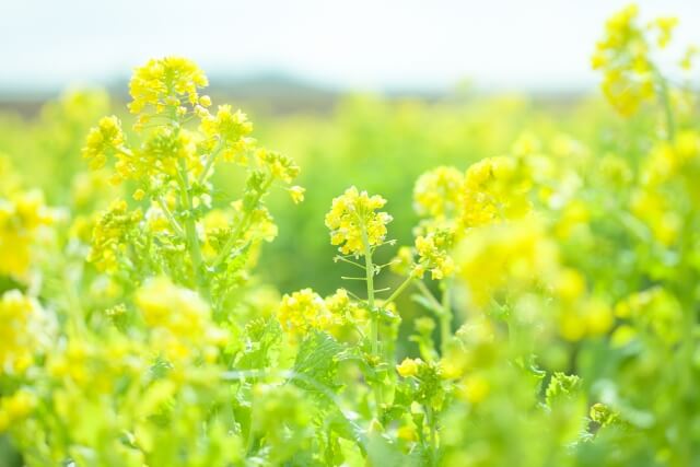 さいたま市北区の花ナノハナ