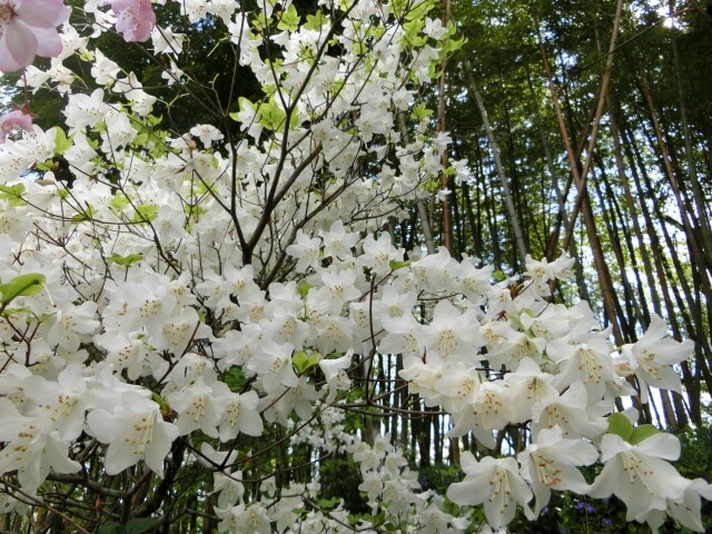 川根本町の花シロヤシオ