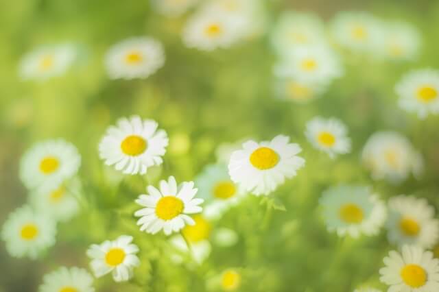 横浜市栄区の花キク
