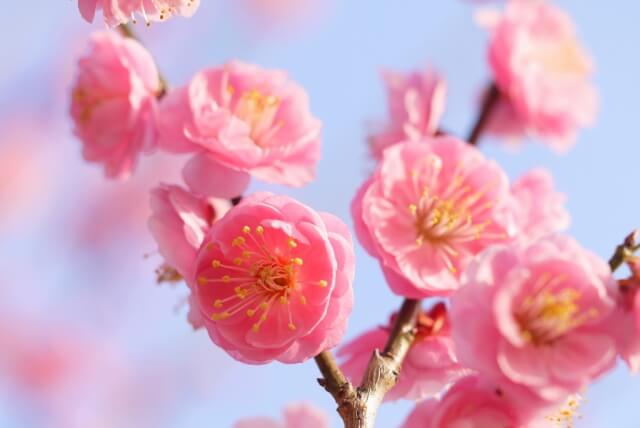 横浜市港北区の花ウメ