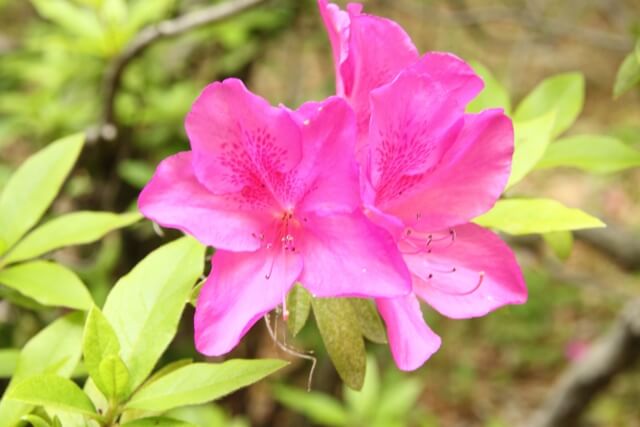 磐田市の花ツツジ