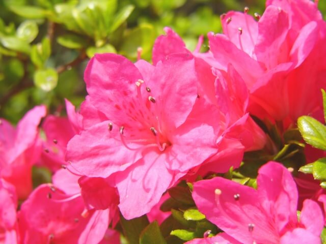 海老名市の花サツキ