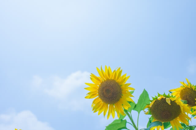 さいたま市南区の花ヒマワリ