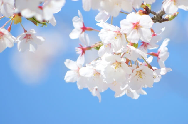 さいたま市緑区の花さくら