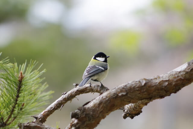 座間市の鳥シジュウカラ