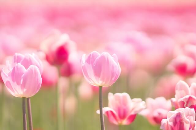 横浜市神奈川区の花チューリップ