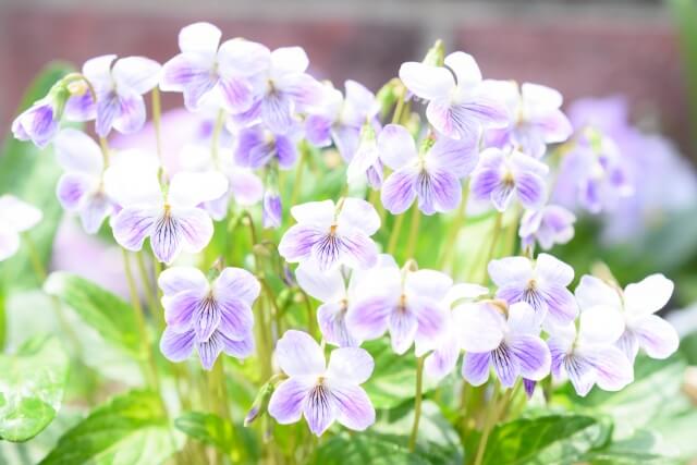 横浜市保土ケ谷区の花すみれ